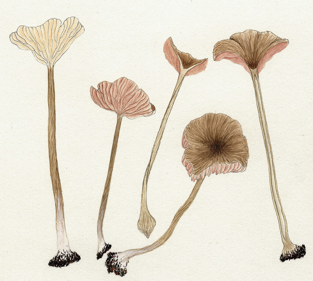 Daniel Stuntz Fungi Illustrations